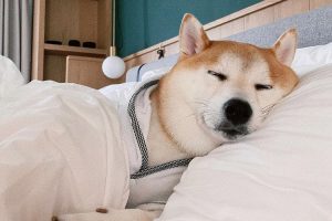 寵物住宿推薦-金普頓大安酒店