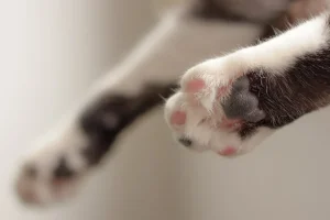 寵物善終新選擇：水化技術的優勢與影響