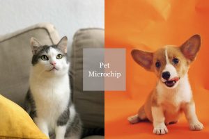 寵物晶片