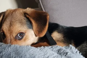 寵物水化技術：為愛寵提供環保的最後告別