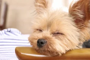 寵物水化收費指南：了解台灣寵物水化服務的價格範圍