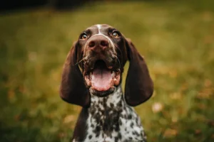 寵物永別新選擇：水葬法的環保優勢解析