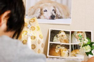 寵物紀念品 有哪些？從飼養到往生，紀錄愛的點點滴滴