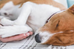 寵物過世 要超渡嗎？禁忌有哪些？