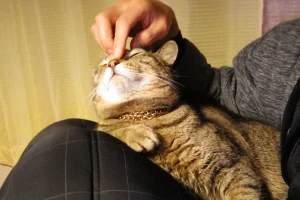 寵物過世：如何妥善安排最後的告別儀式？