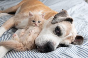 寶貝的 寵物過世 了，該怎麼辦？盤點3種方法，跟寶貝說最後的一聲再見