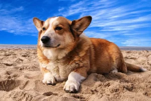 從火化到水化：寵物善終的綠色革命