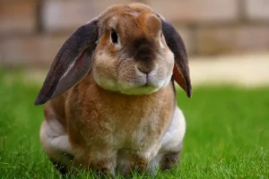 心愛的伴侶 兔子離世 ，如何找回自己的生活節奏？