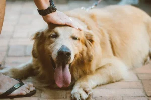 情感與責任：現代飼主如何面對寵物的生命終點