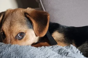 水化 vs. 火化：哪種寵物善終方法更人性化？