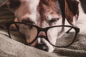 永生樹-寵物失智怎麼辦 寵物失智照護