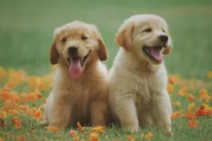 永生樹-養寵物有什麼好處寵物與家庭生活