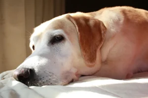 為何「寵物水化善終」是未來寵物善終的新趨勢？