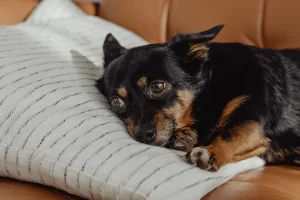 為愛寵選擇水化：更尊重、更環保的善終方式