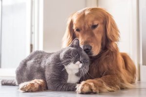 當寵物說愛你！盤點貓與狗說愛你的方式