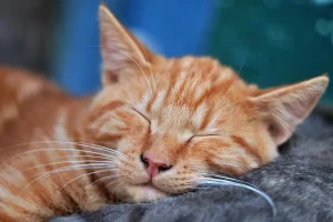 選擇水化：為什麼它是寵物善終的最佳選擇？