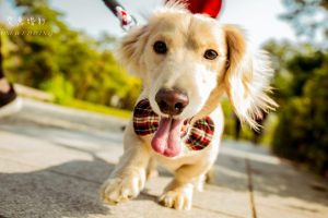 高雄寵物寫真11